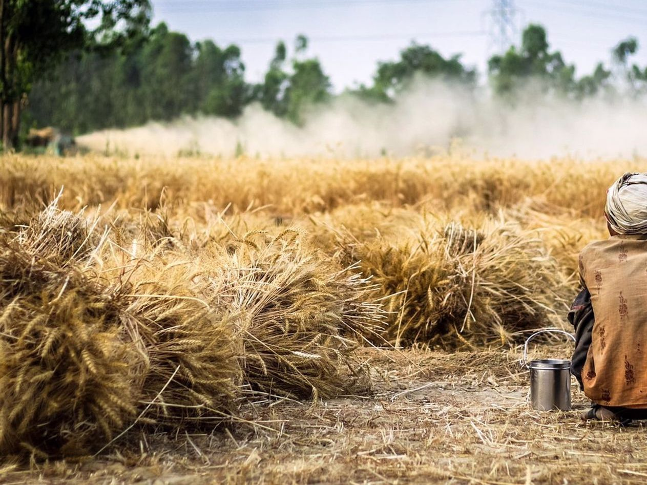 Alimentação Direto da Fazenda